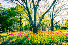 夢の島公園,トイカメラ撮影,トイカメラ,ヴィンテージ,ビンテージ,レトロ,お洒落,おしゃれ,オシャレ,味わい,トンネル効果
