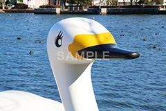 池,いけ,湖,スワンボート,ボート,白鳥,足漕ぎ,こぐ,スワン,ペダル,足漕式,公園,レジャー,漕ぐ