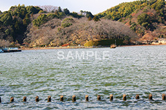 池,いけ,公園,散歩,さんぽ,pond,淡水,池沼