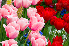 チューリップ,ちゅーりっぷ,チューリップ畑,花,お花,フラワー,はな,flower,花畑,キレイ,きれい,綺麗,満開,咲,咲いた,さいた,春,花壇,tulip,spring