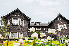 バラと洋館,バラ,薔薇,ばら,洋館,旧古河庭園,ジョサイア,ミステリー,北区,都立庭園,名所,国有財産,名勝,春,ローズ,rose,spring,tokyo,庭,庭園,西洋,洋風,西洋館,洋風庭園,洋式庭園,上中里,バラ園