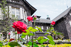 バラと洋館,バラ,薔薇,ばら,洋館,旧古河庭園,ジョサイア,ミステリー,北区,都立庭園,名所,国有財産,名勝,春,ローズ,rose,spring,tokyo,庭,庭園,西洋,洋風,西洋館,洋風庭園,洋式庭園,上中里,バラ園