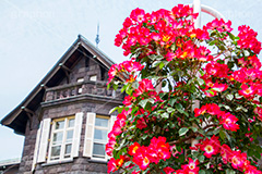 旧古河庭園,バラ,薔薇,ばら,洋館,ジョサイア,ミステリー,北区,都立庭園,名所,国有財産,名勝,春,ローズ,rose,spring,tokyo,庭,庭園,西洋,洋風,西洋館,洋風庭園,洋式庭園,上中里,バラ園