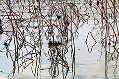池,いけ,公園,鴨,かも,pond,淡水,池沼,蓮,はす,枯れ,泳ぐ,水鳥,野鳥