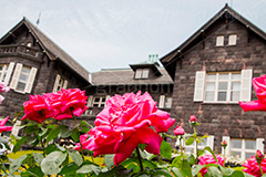 バラと洋館,バラ,薔薇,ばら,洋館,旧古河庭園,ジョサイア,ミステリー,北区,都立庭園,名所,国有財産,名勝,春,ローズ,rose,spring,tokyo,庭,庭園,西洋,洋風,西洋館,洋風庭園,洋式庭園,上中里,バラ園
