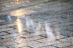 雨の日,雨,あめ,梅雨,つゆ,水滴,雨粒,小雨,rain,レイン,水溜り,水たまり