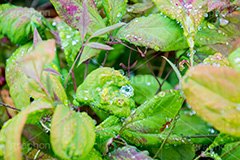 草木に雨粒,雨,あめ,梅雨,つゆ,草,植物,水滴,雨粒,小雨,rain,レイン,雨の日