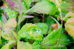 草木に雨粒,雨,あめ,梅雨,つゆ,草,植物,水滴,雨粒,小雨,rain,レイン,雨の日