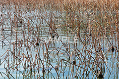 池,いけ,公園,pond,淡水,池沼,蓮,はす,枯れ
