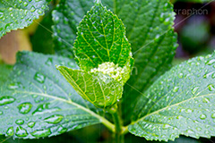 アジサイの葉に雨粒,雨,あめ,梅雨,つゆ,草,植物,水滴,雨粒,小雨,rain,レイン,雨の日,アジサイ,紫陽花,つぼみ,花,ホンアジサイ,季語