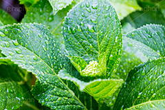 アジサイの葉に雨粒,雨,あめ,梅雨,つゆ,草,植物,水滴,雨粒,小雨,rain,レイン,雨の日,アジサイ,紫陽花,つぼみ,花,ホンアジサイ,季語