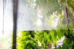 雨の日の散歩,かさ,傘,雨傘,ビニ傘,使い捨て,散歩,雨の日,雨,あめ,梅雨,つゆ,草木,植物,水滴,雨粒,小雨,rain,レイン