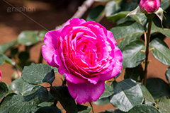 ピンクのバラ,イブ・ピアッチェ,フランス,バラ,花,お花,フラワー,ローズ,flower,rose,france,pink,ピンク,園芸種,灌木,低木,つる植物,春,spring,薔薇