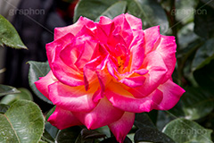 朝雲,京成,ピンク,イエロー,バラ,花,お花,フラワー,ローズ,flower,rose,pink,園芸種,灌木,低木,つる植物,春,spring,薔薇