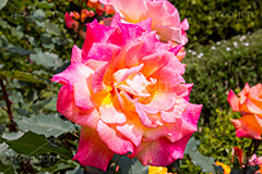 朝雲,京成,ピンク,イエロー,バラ,花,お花,フラワー,ローズ,flower,rose,pink,園芸種,灌木,低木,つる植物,春,spring,薔薇