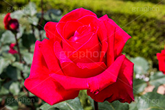 真っ赤なバラ,クリスチャン・ディオール,フランス,バラ,花,お花,フラワー,ローズ,真っ赤,red,flower,rose,園芸種,灌木,低木,つる植物,春,spring,france,薔薇