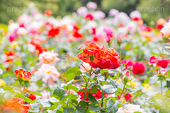 バラ園,花壇,庭園,バラ,花,お花,フラワー,ローズ,flower,rose,園芸種,灌木,低木,つる植物,春,spring,薔薇
