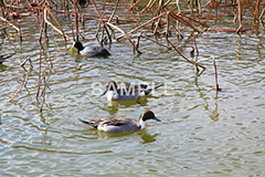 池,いけ,公園,鴨,かも,pond,淡水,池沼,蓮,はす,枯れ,泳ぐ,水鳥,野鳥