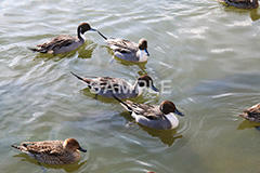 池,いけ,公園,鴨,かも,pond,淡水,池沼,泳ぐ,水鳥,野鳥