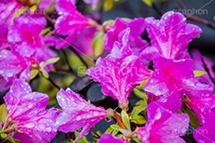 ツツジに雨粒,ツツジ,つつじ,花,フラワー,雨,あめ,梅雨,つゆ,草,植物,水滴,雨粒,小雨,rain,flower,レイン,雨の日