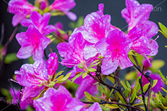 ツツジに雨粒,ツツジ,つつじ,花,フラワー,雨,あめ,梅雨,つゆ,草,植物,水滴,雨粒,小雨,rain,flower,レイン,雨の日