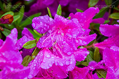 ツツジに雨粒,ツツジ,つつじ,花,フラワー,雨,あめ,梅雨,つゆ,草,植物,水滴,雨粒,小雨,rain,flower,レイン,雨の日