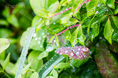 草木に雨粒,雨,あめ,梅雨,つゆ,草,植物,水滴,雨粒,小雨,rain,レイン,雨の日,葉,leaf