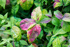 草木に雨粒,雨,あめ,梅雨,つゆ,草,植物,水滴,雨粒,小雨,rain,レイン,雨の日,葉,leaf