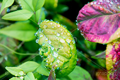 草木に雨粒,雨,あめ,梅雨,つゆ,草,植物,水滴,雨粒,小雨,rain,レイン,雨の日,葉,leaf