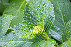 雨の日のあじさい,雨,あめ,梅雨,つゆ,あじさい,アジサイ,紫陽花,水滴,雨粒,小雨,rain,レイン,雨の日,花,ホンアジサイ,季語,フラワー,flower,葉,leaf,6月