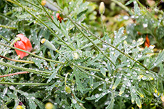草木に雨粒,雨,あめ,梅雨,つゆ,草,植物,水滴,雨粒,小雨,rain,レイン,雨の日,葉,leaf