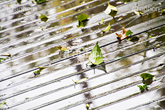 雨の日,地面,落ち葉,濡れ,雨,梅雨,つゆ,水溜り,水たまり,rain,雨粒,波紋,木目,床