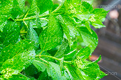 雨の日のあじさい,雨,あめ,梅雨,つゆ,あじさい,アジサイ,紫陽花,水滴,雨粒,小雨,rain,レイン,雨の日,花,ホンアジサイ,季語,フラワー,flower,葉,leaf,6月