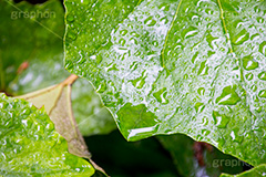 草木に雨粒,雨,あめ,梅雨,つゆ,草,植物,水滴,雨粒,小雨,rain,レイン,雨の日,葉,leaf