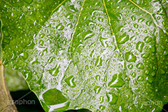 草木に雨粒,雨,あめ,梅雨,つゆ,草,植物,水滴,雨粒,小雨,rain,レイン,雨の日,葉,leaf