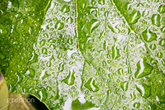 草木に雨粒,雨,あめ,梅雨,つゆ,草,植物,水滴,雨粒,小雨,rain,レイン,雨の日,葉,leaf