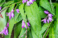 草花に雨粒,花,フラワー,雨,あめ,梅雨,つゆ,草,植物,水滴,雨粒,小雨,rain,flower,レイン,雨の日,葉,leaf