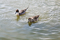 池,いけ,公園,鴨,かも,pond,淡水,池沼,泳ぐ,水鳥,野鳥