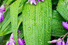 草花に雨粒,花,フラワー,雨,あめ,梅雨,つゆ,草,植物,水滴,雨粒,小雨,rain,flower,レイン,雨の日,葉,leaf