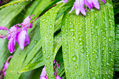 草花に雨粒,花,フラワー,雨,あめ,梅雨,つゆ,草,植物,水滴,雨粒,小雨,rain,flower,レイン,雨の日,葉,leaf