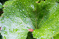 草木に雨粒,雨,あめ,梅雨,つゆ,草,植物,水滴,雨粒,小雨,rain,レイン,雨の日,葉,leaf