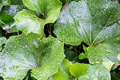 草木に雨粒,雨,あめ,梅雨,つゆ,草,植物,水滴,雨粒,小雨,rain,レイン,雨の日,葉,leaf