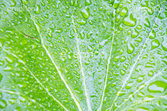 草木に雨粒,雨,あめ,梅雨,つゆ,草,植物,水滴,雨粒,小雨,rain,レイン,雨の日,葉,leaf