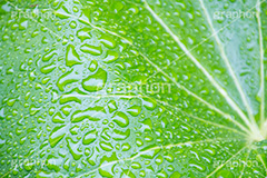 草木に雨粒,雨,あめ,梅雨,つゆ,草,植物,水滴,雨粒,小雨,rain,レイン,雨の日,葉,leaf