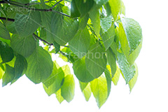 雨上がり,草木に雨粒,雨,あめ,梅雨,つゆ,草,植物,水滴,雨粒,小雨,rain,レイン,雨の日,葉,leaf