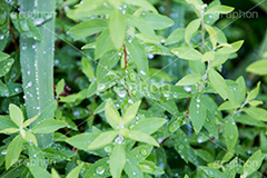 草木に雨粒,雨,あめ,梅雨,つゆ,草,植物,水滴,雨粒,小雨,rain,レイン,雨の日,葉,leaf