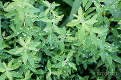 草木に雨粒,雨,あめ,梅雨,つゆ,草,植物,水滴,雨粒,小雨,rain,レイン,雨の日,葉,leaf