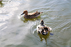 池,いけ,公園,鴨,かも,pond,淡水,池沼,泳ぐ,水鳥,野鳥