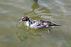 池,いけ,公園,鴨,かも,pond,淡水,池沼,泳ぐ,水鳥,野鳥