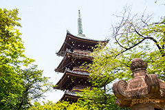 上野東照宮,うえのとうしょうぐう,台東区,上野恩賜公園,上野公園,神社,参拝,お参り,東照宮,文化財,japan,五重塔,五重の塔,塔
